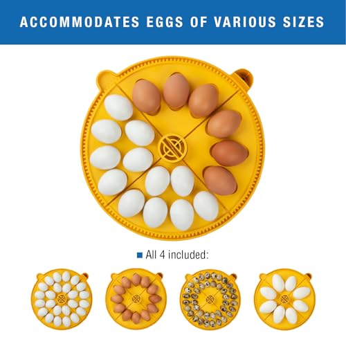 Brinsea Maxi 24 EX Egg Incubator with Automatic Turning & Humidity Control | 50+ years of expertise! Built-in automatic humidity, auto-turn & temp alarms take the guesswork out of hatching 24+ eggs