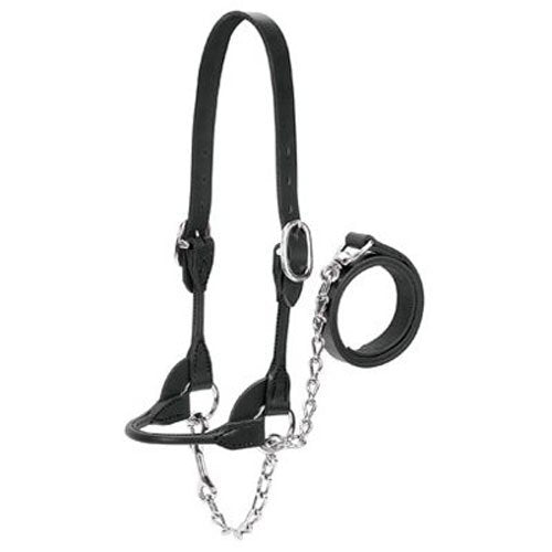 Weaver Leather Livestock Dairy/Beef Rounded Show Halter, Black, Large - color: Black, size: Large