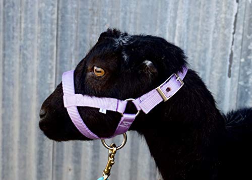 Goat Halter, S M L, XL, XL Buck, Made in USA, 23 Colors, Figure 8, Small, Medium, Large, Extra Large, Sheep Buck doe Kid Livestock (Royal Blue, X Large)