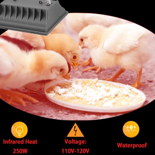 Heat Lamp for Chicken Coop, 250W Waterproof Chicken Coop Heater for Indoor & Outdoor Used, Infrared Heat Lamp with Adjustable Temp & Height, Ideal for Poultry, Livestock & Small Pets