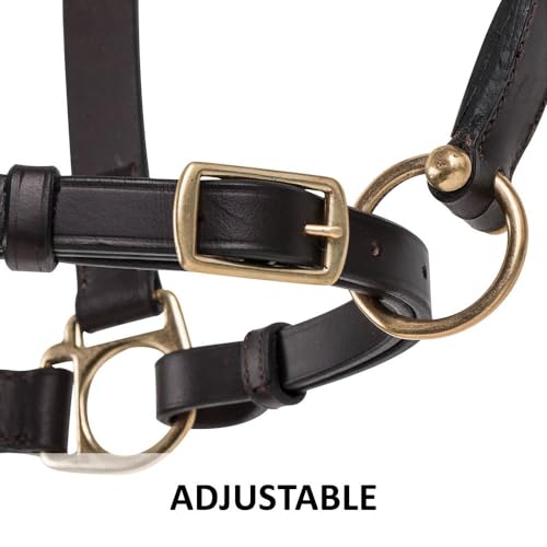 Dura-Tech Premier Lancaster Leather Halter for Horses | Simple Economy Leather Halter with Adjustable Fit & Solid Brass Hardware - size: Cob
