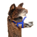 Weaver LeatherBlue Nylon Alpaca Halter, Baby - color: Blue