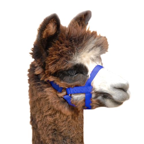 Weaver LeatherBlue Nylon Alpaca Halter, Baby - color: Blue