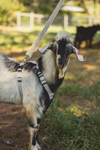 Asatre Adjustable Lined Hemp Goat Harness, Sheep, Livestock Halter, Durable Multi-Clasp Harness, Eco-Friendly Livestock Gear, Comfortable Farm Pet Accessory (Medium) - size: Medium