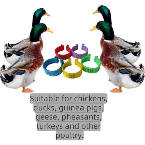 Large Poultry Leg Rings, 80 Adjustable Leg Rings, Suitable for Poultry Such as Chickens, Ducks, Guinea Pigs, Geese, Wild Chickens, Turkeys, etc., with a Size of 20mm