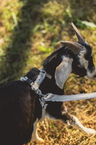 Goat Harness, Asatre Adjustable Lined Hemp Goat or Sheep, Small to X-Large,Livestock Halter, Durable Multi-Clasp, Eco-Friendly Livestock Gear, Comfortable Farm Pet (Small) - size: Small