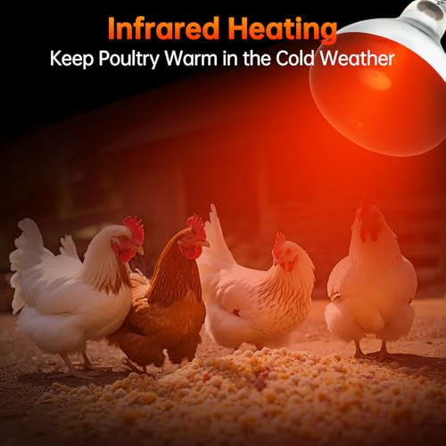 LUCKY HERP Heat Lamp for Chickens, 250 Watt Red Heat Lamp Bulbs, Infrared Heat Lamp for Chickens, Chicks, Reptile, Pets, Brooder Coop, Poultry (1 Pack) - size: 250*1