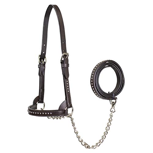 Derby Originals New and Improved Premium Show Spotted Flat Leather Cattle Show Halter with Matching Chain Lead - color: Havana, size: Small (350-700lbs)