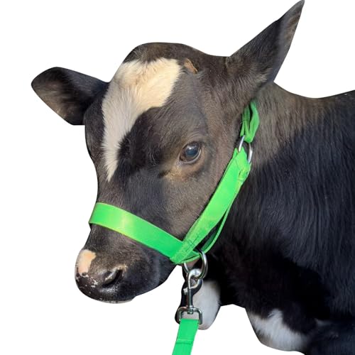 Cow Halter Cattle Halters Calf Halter with Leading Rope，Adjustable Nylon Livestock Cattle Halter，for Miniature Horse Donkey Goat Foal (Green, Large) - color: Green, size: Large