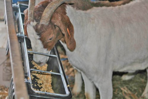 Little Giant® Hook Over Goat Trough | Fence Feeder Trough | Hook and Mount Feeder | 9 Quart | Heavy-duty galvanized steel. Hooks over fence rails or panels. 9-quart capacity. For goats, sheep & small livestock.