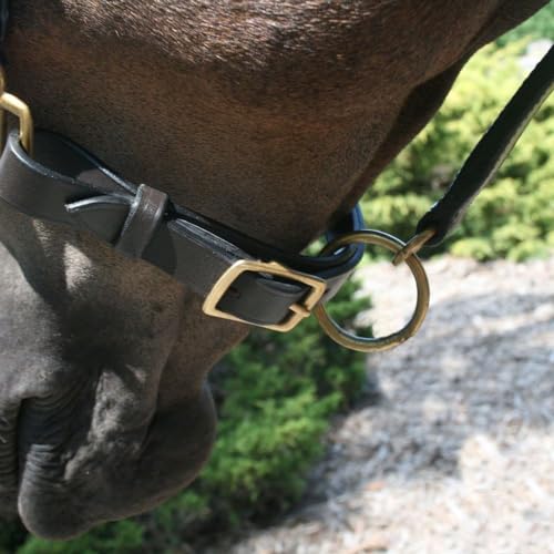 Dura-Tech Premier Saratoga Padded Leather Halter for Horses | Soft Buffalo Leather with Adjustable Fit & Padded Comfort - size: Cob