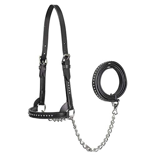 Derby Originals New and Improved Premium Show Spotted Flat Leather Cattle Show Halter with Matching Chain Lead - color: Black, size: Large (950lbs-1500lbs)