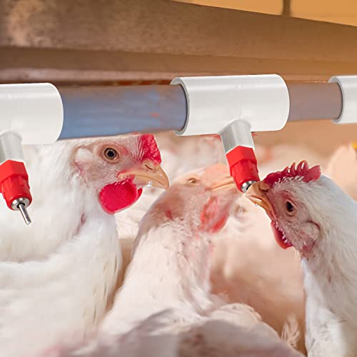 Hedume 40 Pack Chicken Waterer PVC Tee Fittings, PVC Tee Fittings for Threaded Poultry Nipples Chicken Water Drinker and Feeder Cups, Fully Automatic Poultry Waterers
