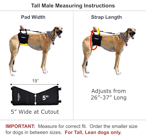 GINGERLEAD Dog Support Harness, Rear End Lift Sling, Tall Male, Made in USA | Fits Tall, Lean Dogs like Greyhounds or Great Danes, Padded Mobility Aid, Help Pets Walk or Balance, Machine Wash & Dry - size: Tall - Male