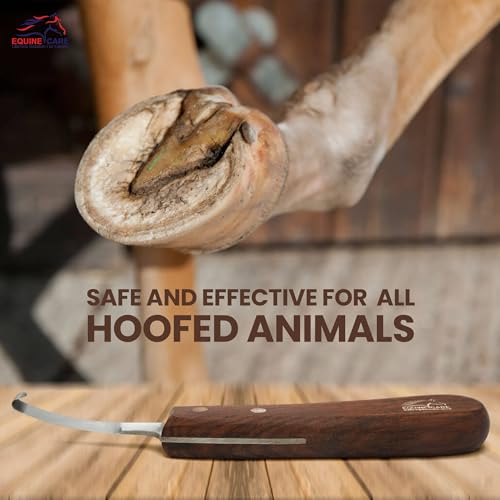 Equine Care Right-Handed Short Blade Hoof Knife for Horse Hoof Trimming | Short Farrier Hoof Knife: J2 stainless steel, compact curled tip and dual-riveted wood handle; right- or left-handed - style: Right Handed