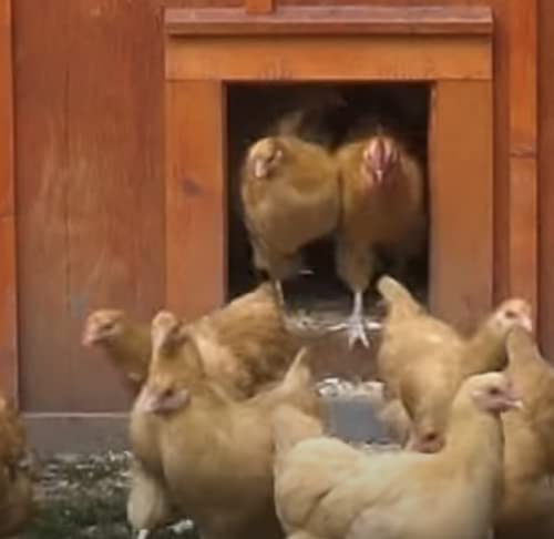 Opener with Timer Included | Auto Vertical Sliding Pop Door for Poultry