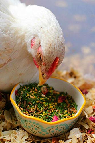 Pampered Chicken Mama Mealworm and Herb Treat for Backyard Chickens, Healthy Backyard Chicken Feed and Supplies, BEE A Beautiful Hen 16 Pounds - size: 16 Pound (Pack of 1)