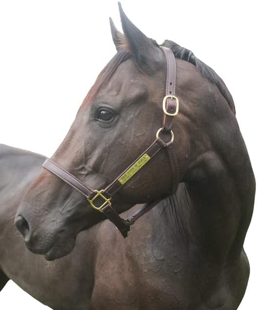 Turnout Leather Halter for Horses with Customized Engraved Name Plate | Brown Leather with Solid Brass Hardware | Fixed Chin, Double Buckle Crown - size: Draft