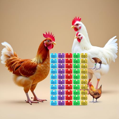 100 Pcs Numbered Chicken Leg Bands, Multi-Color for Poultry | Numbered 1-100 in 10 colors. Fits chickens, ducks, quails, pigeons, birds. Snap-on plastic ID bands for easy identification.