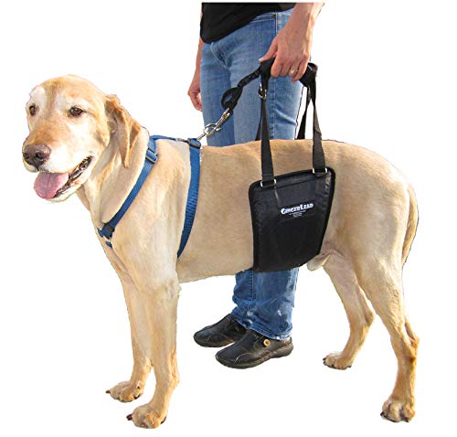 GINGERLEAD Dog Sling Hind Leg Support, M/LG Unisex with Cutout, Made in USA | Help Pets Walk, K9s Recover from Surgery, Fits Male & Female, Integrated Leash, Machine Wash/Dry, Chest Harness NOT Included - size: Medium-Large - Unisex