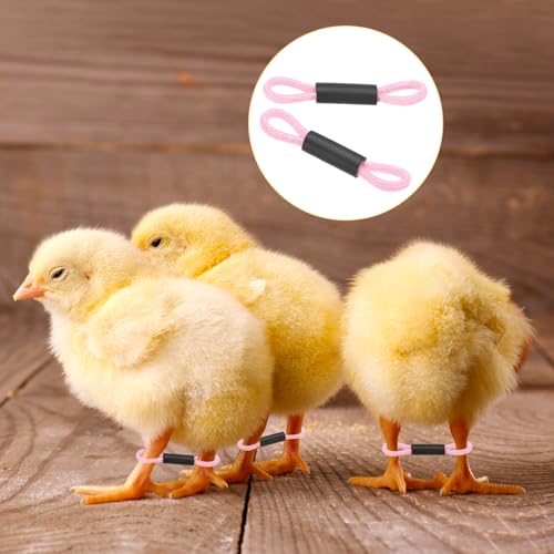M METERXITY 100-Pack Adjustable Chick Leg Bands, 1.38" x 0.2" Polyester Chicken Leg Brace for Chicks/Ducks/Birds [Mixing 5 Colors - A] Poultry Leg Bands - color: Pink/Purple/Yellow/Blue/Green