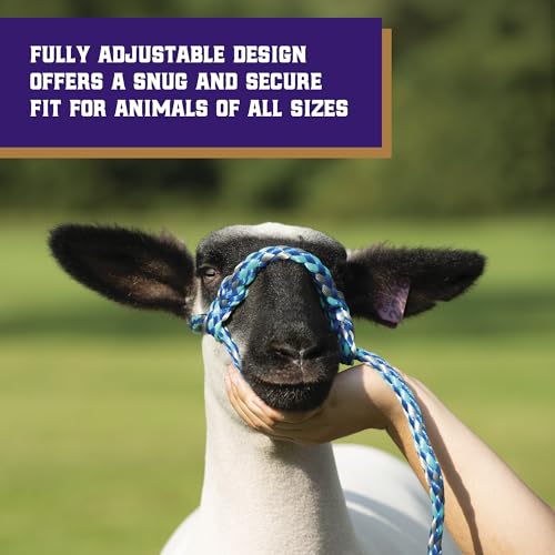 Weaver Livestock Poly Rope Sheep Halter, Modern Style Braid Sheep and Goat Rope Halter, Adjustable Lamb Halter Lead, Livestock Sheep Showing Supplies - color: Lime/Hurricane Blue/Royal Blue