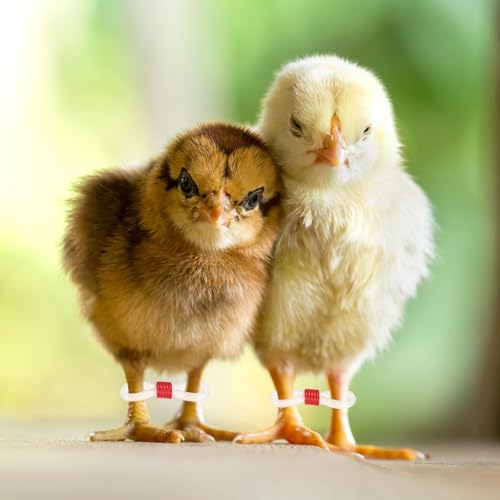 M METERXITY 50-Pack Adjustable Chick Leg Bands, 0.79" x 0.2" Silicone Chicken Leg Brace for Chicks/Ducks/Birds [Red] Poultry Leg Bands - color: Red
