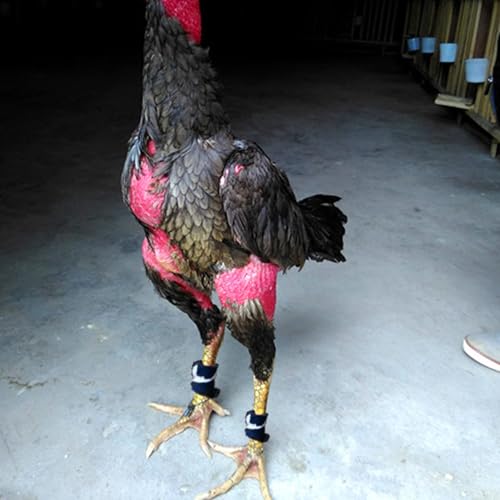 Gamefowl Rooster Supplies, Chickens Supplies Poultry Care Supplies Blue Fighting Protection (4 pecs) - color: Blue