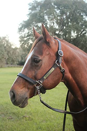 Leather Halter for Horses with Customized Engraved Name Plate Option Halter for Horse | Brown/Brass, Black/Brass, Black/Chrome Options - size: Horse