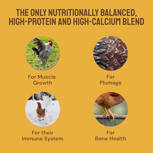 Hatortempt 10lb Grubs & Grits Chicken Treats, High-Calcium Chicken Feed | Chicken Grit, Oyster Shell, Black Soldier Fly Larvae & Mealworms for Chickens - Hand Inspected Chicken Food - Balanced Diet - size: 10 Pound (Pack of 1)