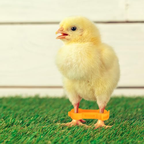 Chick Leg Stabilizer Brace 12Pcs Baby Bird Splay Leg Correction Bands Adjustable Hobble Support for Newborn Chicken Parrot Alignment and Stability