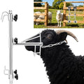 Sturdy Goat Sheep Stand, Livestock Trimming Goat Stand Adjustable Height 304 Stainless Steel Shearing Stand Portable Sheep Head Fixture, for Goat/Sheep Milking, Shearing & Trimming Stands