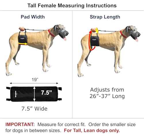 GINGERLEAD Dog Sling Hip Lift Support Harness, Tall Female, Made in USA | Fits Tall, Lean Dogs like Greyhounds or Great Danes, Padded Mobility Aid, Help Pets Walk or Balance, Machine Wash & Dry - size: Tall - Female