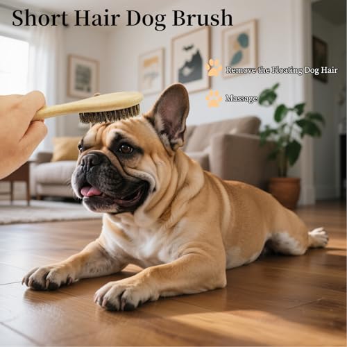 Soft Boar Bristle Dog Brush for Short Haired, Ideal Pet Hair Brush | Gentle Deshedding & Grooming Tool, Puppy Essentials for Grooming and Shedding