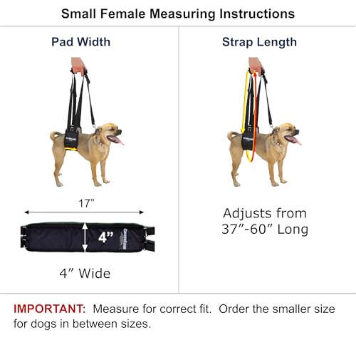 GINGERLEAD Dog Rear Sling Support Harness, SM Female, Machine Wash & Dry | Fits Small to Medium Size Dogs or Larger Barrel-Chested Breeds like Boxers, Bullies. Padded, Integrated Leash. Made in U.S.A. - size: Small - Female