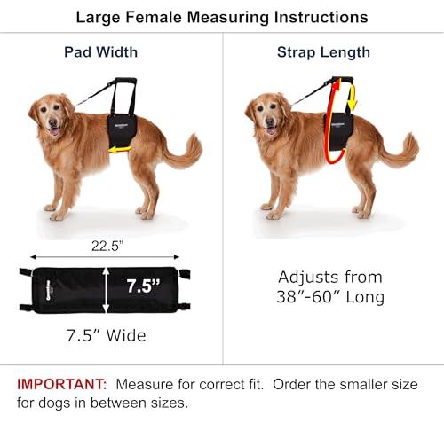 GINGERLEAD Dog Support Sling Rear Harness, Large Female, Machine Wash & Dry | Padded Rear Lift, Integrated Leash, Assist Senior K9s or Recovery from Knee/TPLO, Hip or Back Surgery, Made in U.S.A. - size: Large - Female