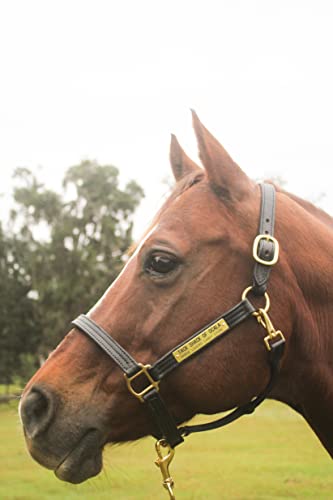 Leather Halter for Horses with Customized Engraved Name Plate Option Halter for Horse | Brown/Brass, Black/Brass, Black/Chrome Options - size: Horse