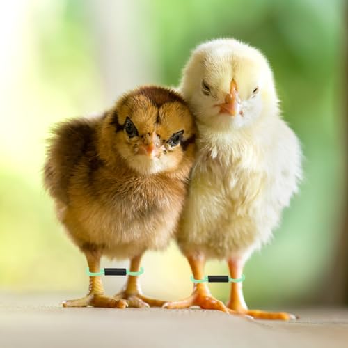 M METERXITY 100-Pack Adjustable Chick Leg Bands, 1.38" x 0.2" Polyester Chicken Leg Brace for Chicks/Ducks/Birds [Green] Poultry Leg Bands - color: Green