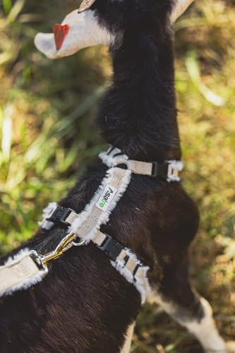 Goat Harness, Asatre Adjustable Lined Hemp Goat or Sheep, Small to X-Large,Livestock Halter, Durable Multi-Clasp, Eco-Friendly Livestock Gear, Comfortable Farm Pet (Small) - size: Small