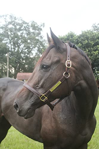 Turnout Leather Halter for Horses with Customized Engraved Name Plate | Brown Leather with Solid Brass Hardware | Fixed Chin, Double Buckle Crown - size: Yearling/Large Pony