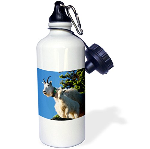 3dRose USA, Washington. Mountain Goat with Kid at Hurricane Ridge. -Sports Water Bottle, 21oz , 21 oz, Multicolored