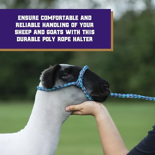 Weaver Livestock Poly Rope Sheep Halter, Modern Style Braid Sheep and Goat Rope Halter, Adjustable Lamb Halter Lead, Livestock Sheep Showing Supplies - color: Lime/Hurricane Blue/Royal Blue