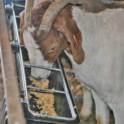 Little Giant HF9BLACK Hook Over Goat Trough Heavy Duty Galvanized Steel 9 Quart Feeder, Black (2 Pack) | Heavy-duty galvanized steel. Hooks over fence rails or panels. 9-quart capacity. For goats, sheep & small livestock.