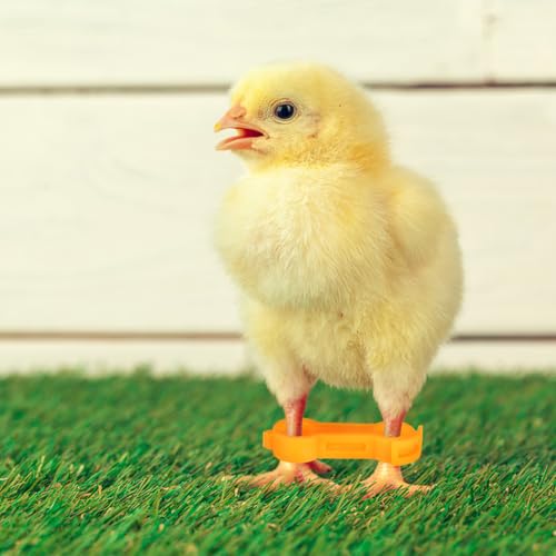Chick Leg Bands, Splay Leg Brace Multi Size Poultry Splint | 4mm 5mm 6mm PVC supports, adjustable bird foot brace set for baby chicks, ducks, quails and pigeons