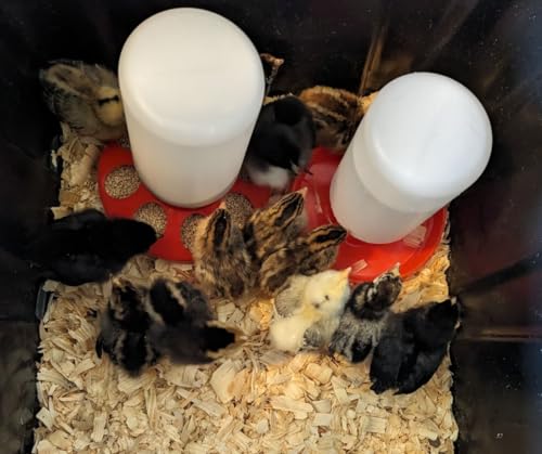 Chick Feeder 1-Quart Capacity for All Small Poultry | Durable Feeding Container for Baby Chicks, Chickens, Ducklings, Baby Turkeys, Quail and More