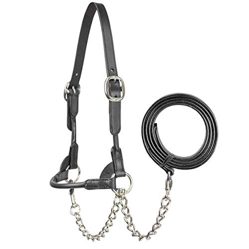 Derby Originals New and Improved Premium Round Rolled Leather Cattle Show Halter with Matching Chain Lead - color: Black, size: Medium (650-1050lbs)