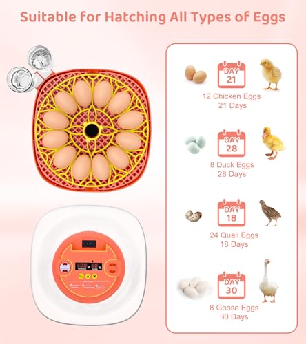 12 Egg Incubator for Hatching Eggs, Smart Temperature and Humidity Control, Automatic Egg Turning, Incubator for Hatching Chicken, Quail, Duck Eggs, 360° Clear View for Home, Classroom, Farm