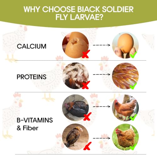 10LB Dried Black Soldier Fly Larvae for Chicken, Poultry, Wild Birds,100% Natural Non-GMO, No Additives, Treat, More Calcium Chicken Treats Than Mealworms - size: 10 Pound (Pack of 1)
