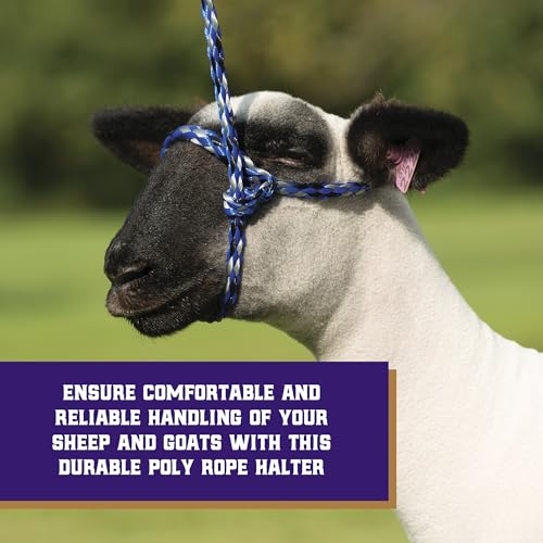 Weaver Livestock Poly Rope Sheep Halter, Modern Style Braid Sheep and Goat Rope Halter - color: Black