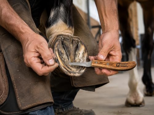 Right-Handed Farrier Hoof Knife, Curved J2 420 Magnetic Stainless Steel Blade, Ergonomic Wooden Handle, Horse Hoof Trimming Tool for Sole & Frog Paring